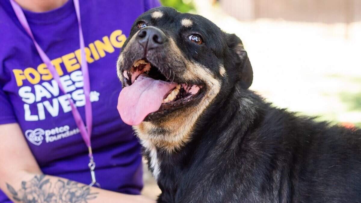 Front Street Animals Shelter was awarded a $75,000 grant from Petco Love to support and expand animal services in the Sacramento community.