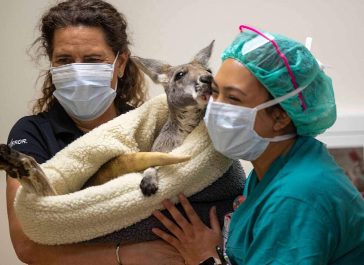A kangaroo named Fuzz Bucket, held by SeaWorld San Diego animal handler Corrine Brindley, appears to kiss Sutter Children’s Center surgery nurse Lexi Sanchez during a visit by the rescued and rehabilitated animals to the hospital Wednesday.