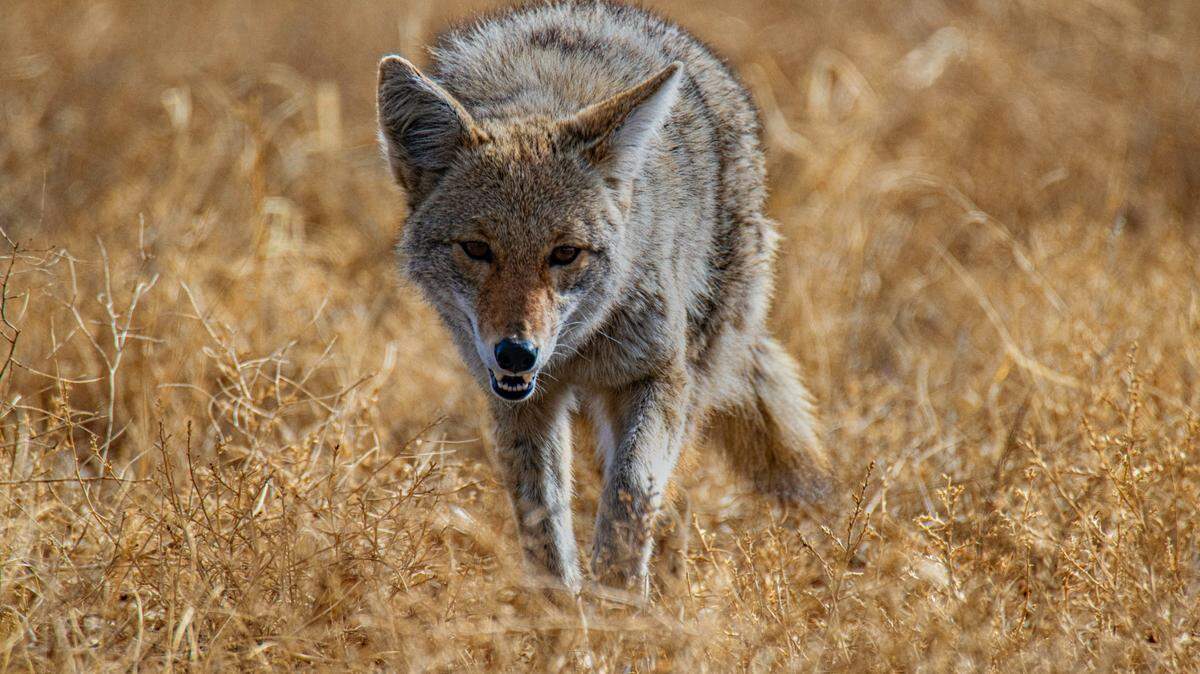 A 58-year-old hiker was attacked by a rabid coyote (not the one pictured) on Feb. 9 in Johnston, Rhode Island, police said.