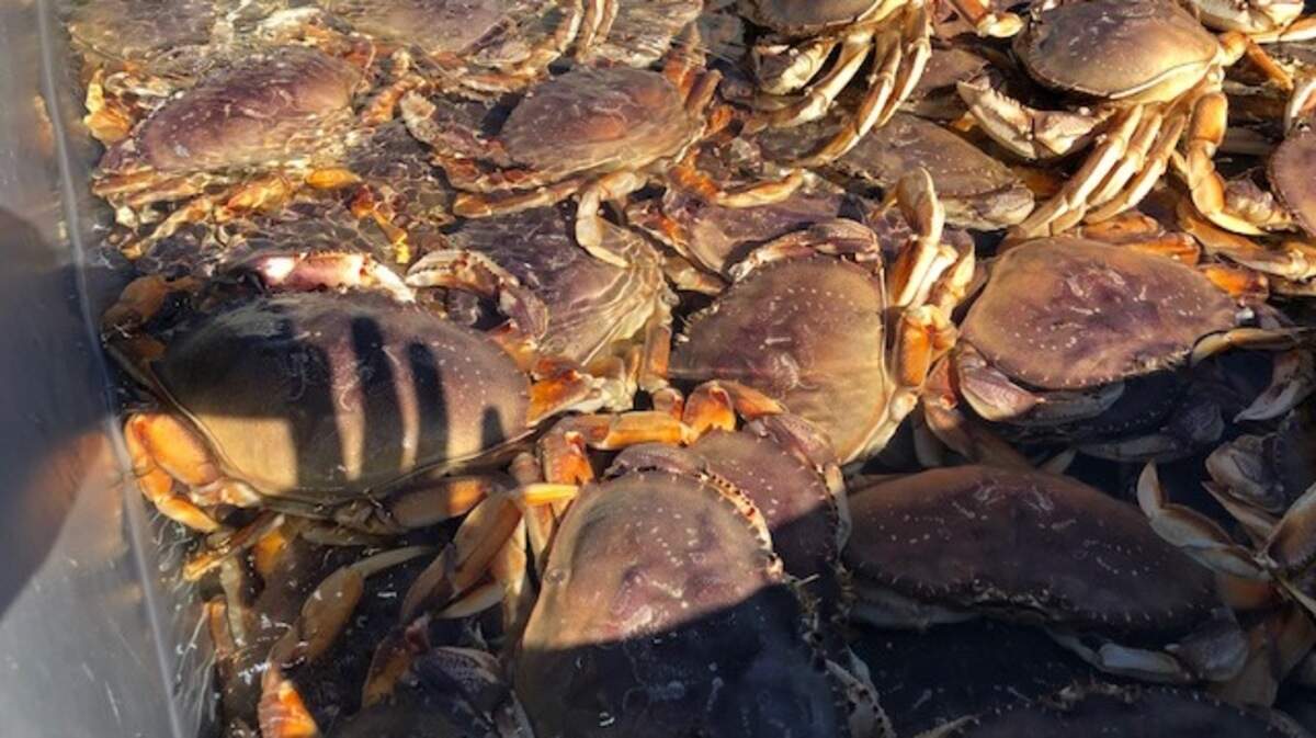 California’s Dungeness crab season is set to begin Jan. 5 south of the Sonoma-Mendocino county line.