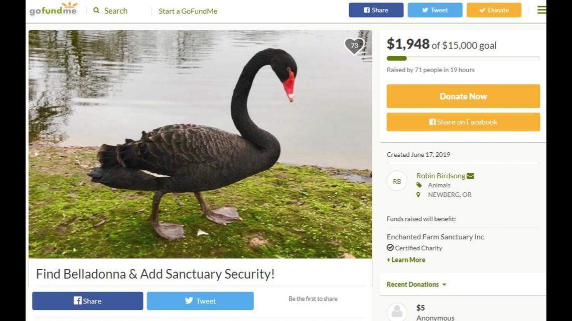 Robin Birdsong of Enchanted Farm Sanctuary in Newberg, Oregon, seeks the return of Belladonna Winterspell, a black swan stolen early Sunday morning.