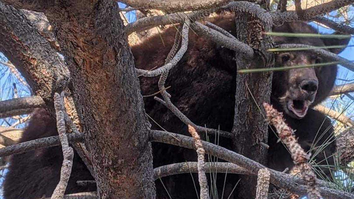 A black bear breaking into homes searching for food in a South Lake Tahoe neighborhood is photographed in a tree.