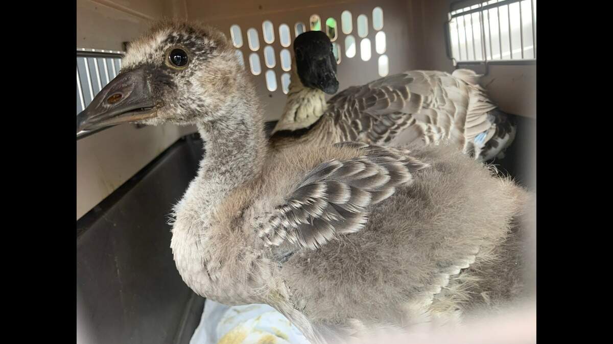 A woman nabbed a nēnē gosling from a Hawaii state park, stuffed it in an onion bag and drove away, officials said.
