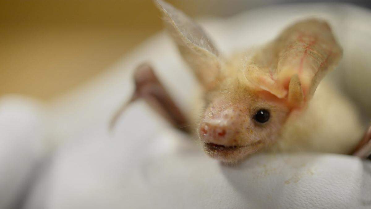 A Pallid bat is held by Yolo Basin Foundation Program Coordinator Corky Quirk at the foundation’s headquarters in 2015. In the summertime, Quirk hosts bat talks where visitors watch a colony of Mexican free-tailed bats emerge at sunset from under the Yolo Causeway to feed on insects.