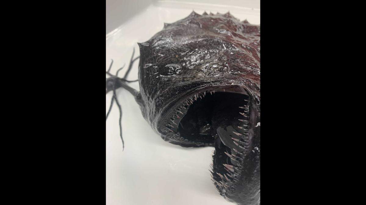 A Pacific footballfish, a rare type of deep-sea anglerfish like one seen in “Finding Nemo,” has been found on an Encinitas, California, beach.