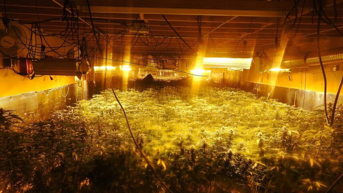 The Calaveras County Sherrif’s Office found more than 1,200 marijuana plants and a shotgun at an illegal grow operation in Angels Camp on Thursday.