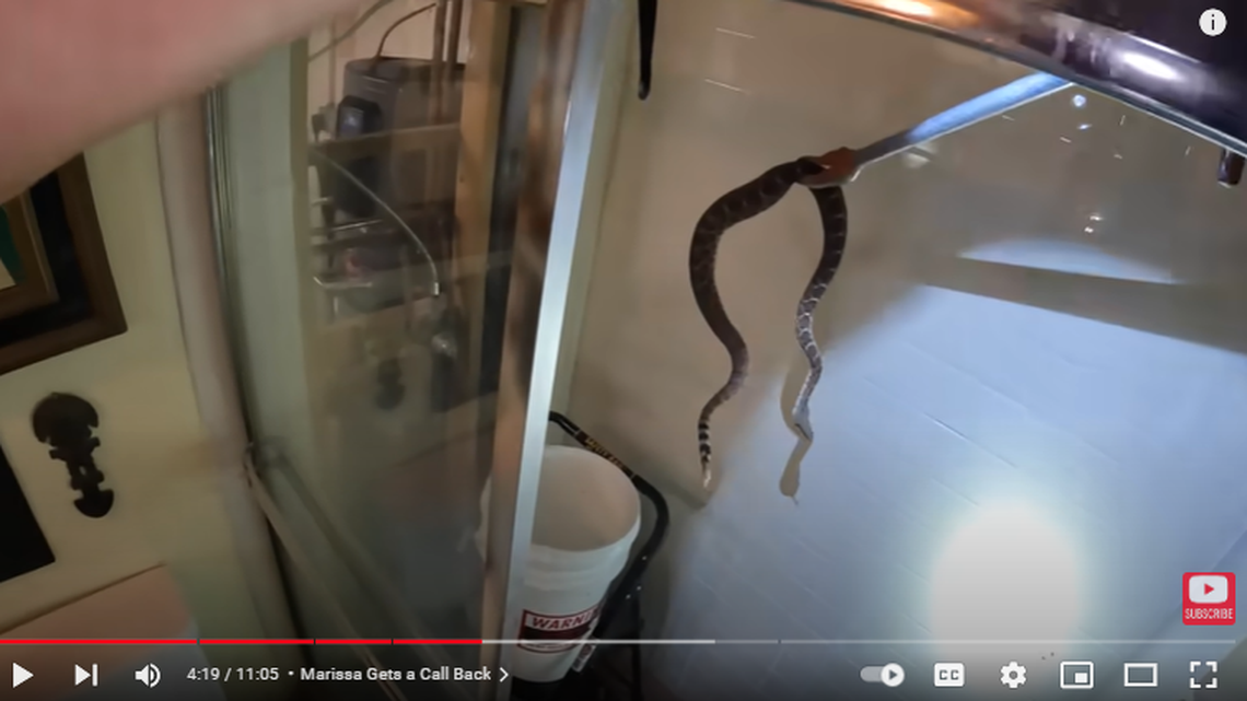 A bathroom renovation project revealed a diamondback rattlesnake den in the walls of an Arizona home, Rattlesnake Solutions reports.