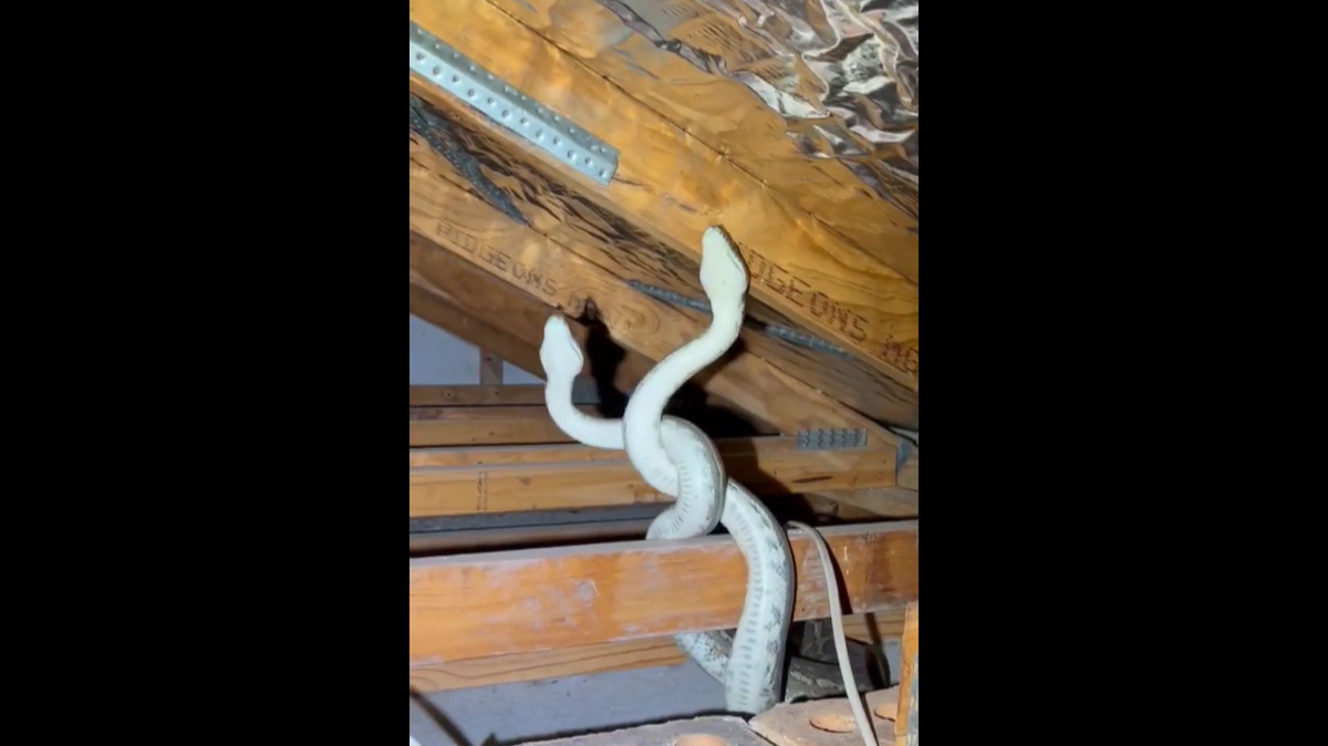 A family in South East Queensland, Australia, reported strange sounds coming from their attic, and it turned out to be large male pythons in a mating brawl.