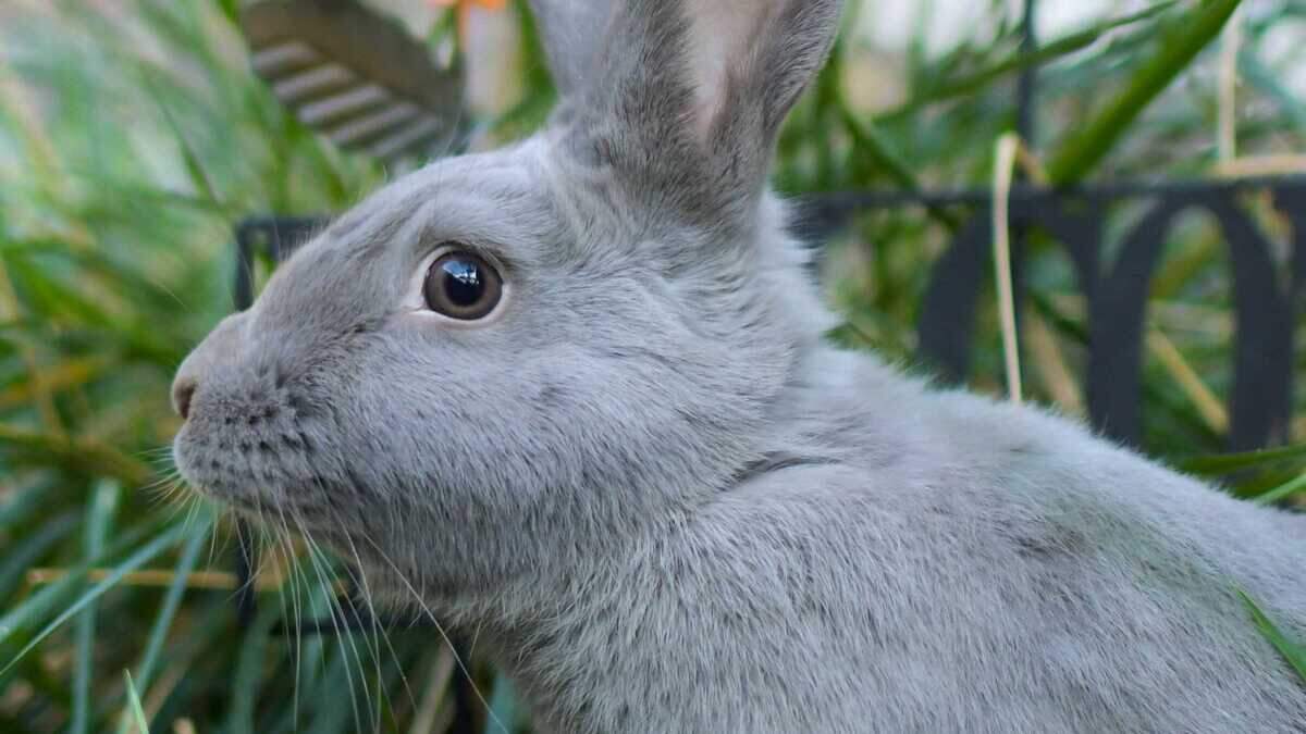 This week, the Sacramento SPCA has the beautiful bunny, Scarlett.
