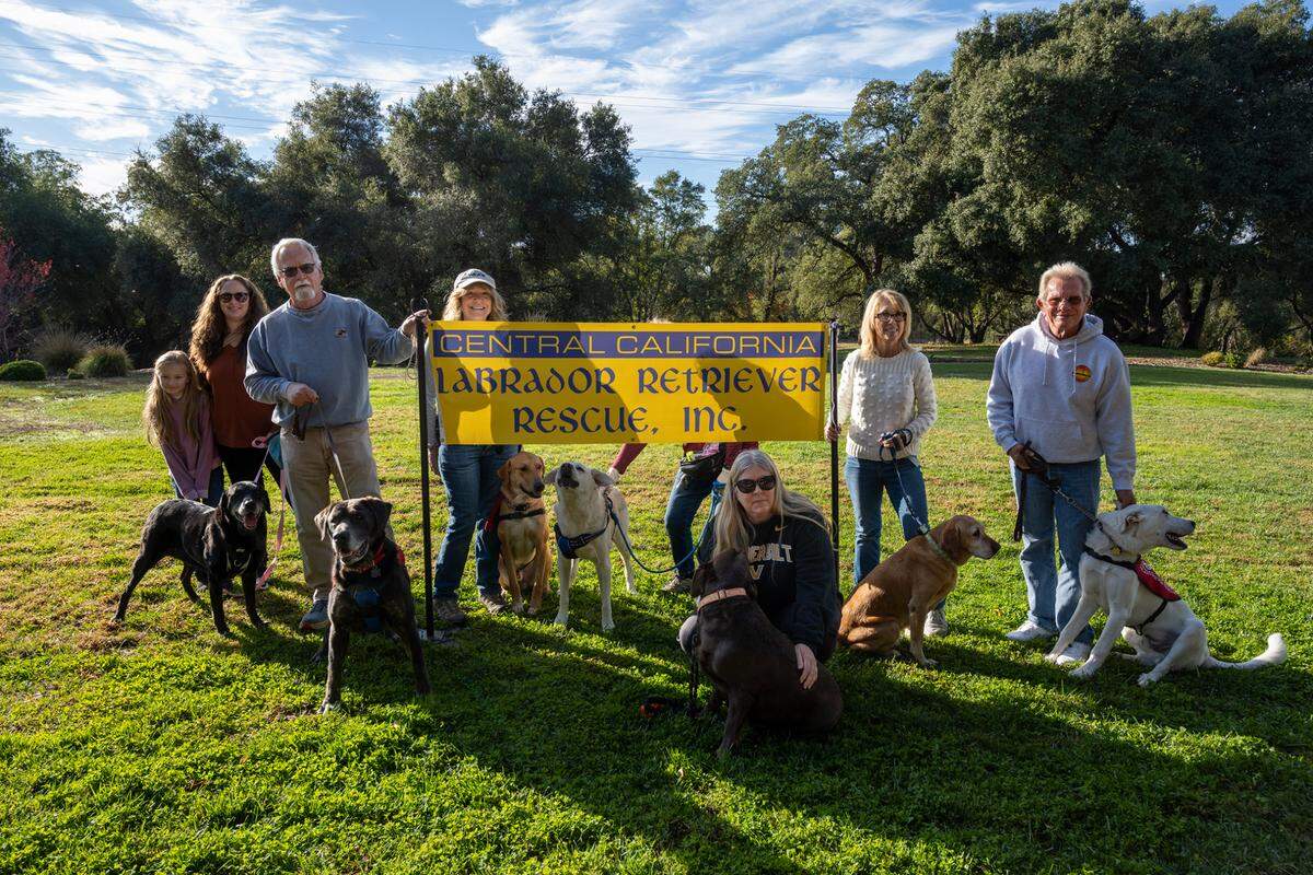 Central California Lab Retriever Rescue’s volunteers stand with rescued labs/mixes for adoption at a gathering in Granite Bay on Wednesday, Nov. 22, 2023.
