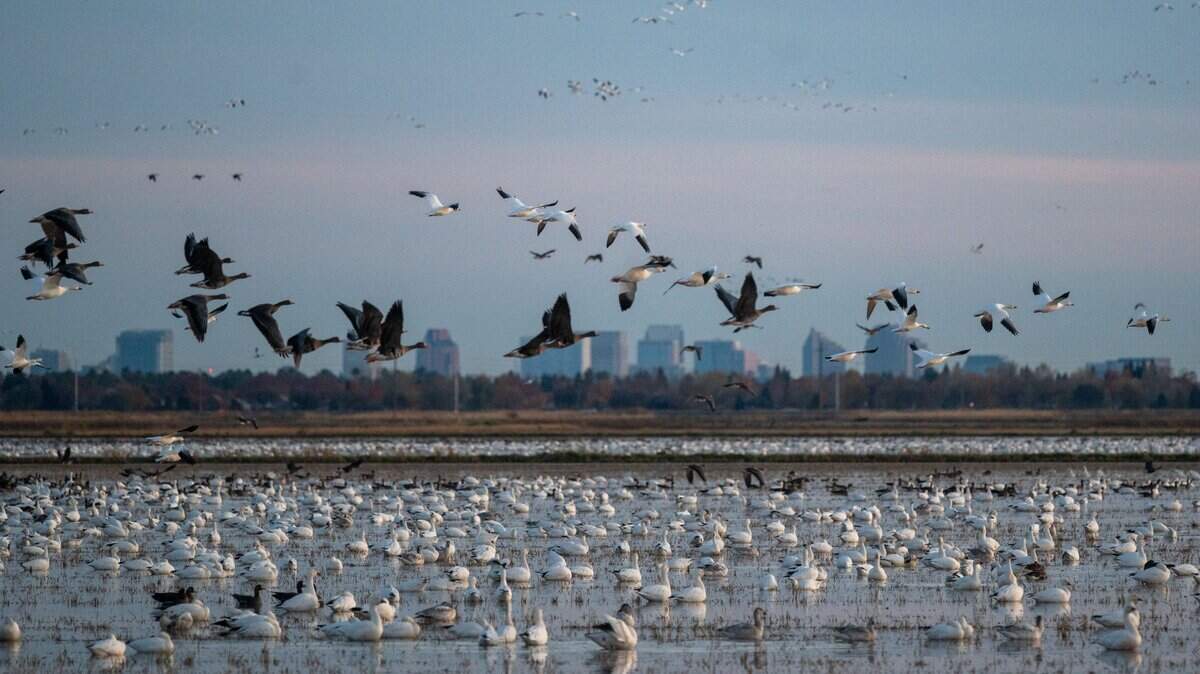 The Sacramento skyline stands behind thousands of waterfowl, including geese and wintering ducks, taking refuge in a flooded rice field while migrating along the Pacific Flyway in the Sacramento Valley near Elverta Road on Nov. 29, 2024.