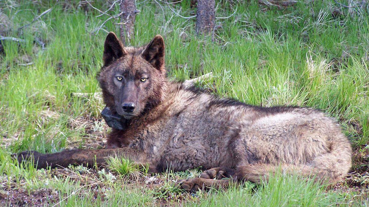 An endangered wolf was shot to death in California. Then the armed agents showed up