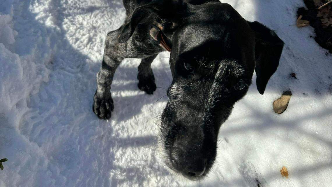 Emma Hicks found Jane on a hiking trail on Dec 29. The dog had been missing for 12 days.