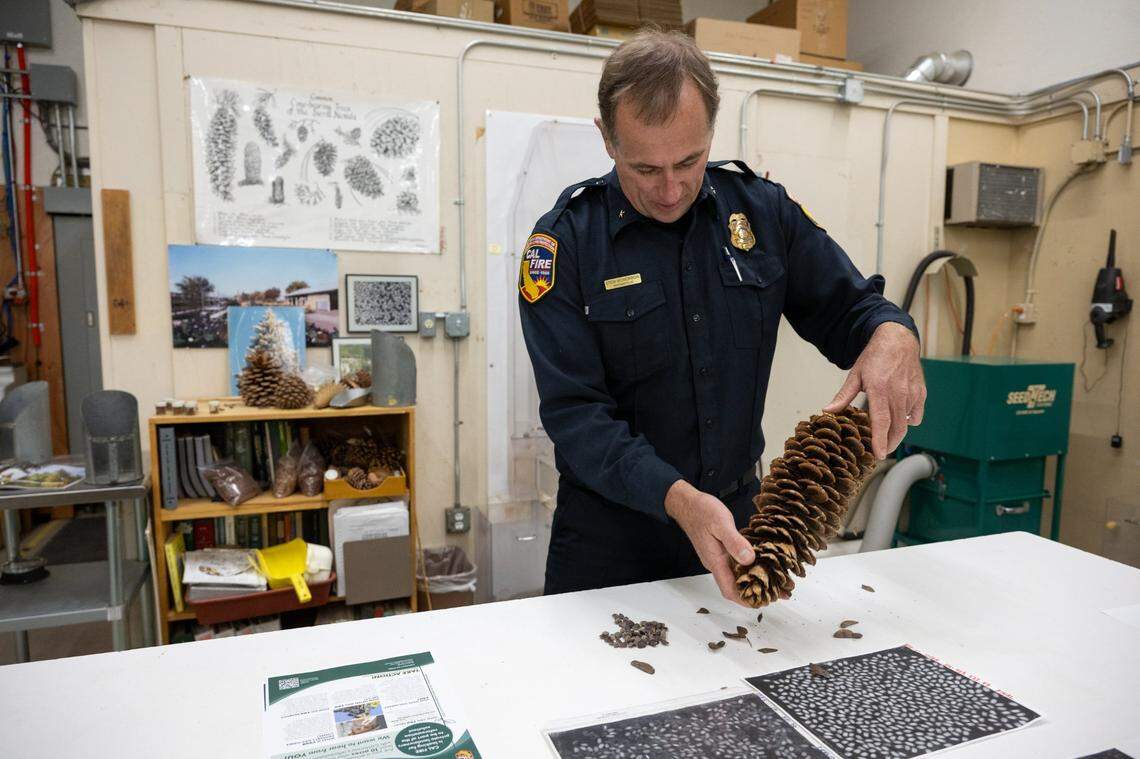 Stew McMorrow, chief of wildfire resilience at Cal Fire, shakes sugar pine seeds from a pine cone at the Lewis A. Moran Reforestation Center in Davis on Oct. 13.