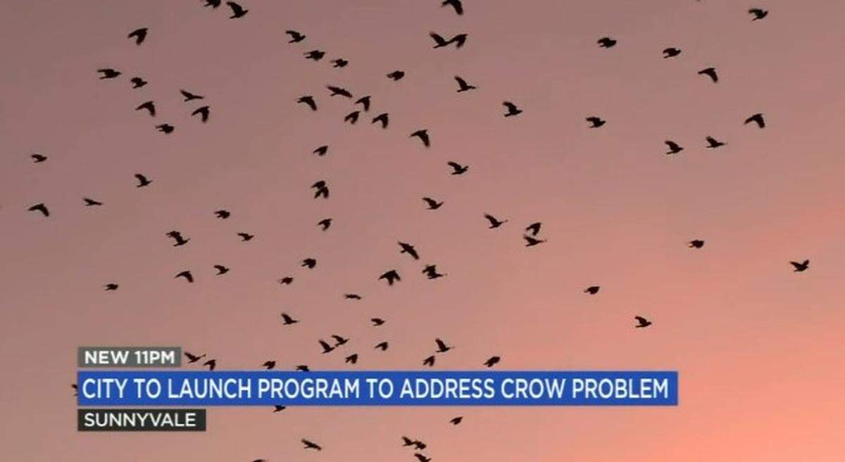 Hordes of crows are bedeviling downtown Sunnyvale, California, but city officials hope to drive the birds away with laser pointers.&nbsp;
