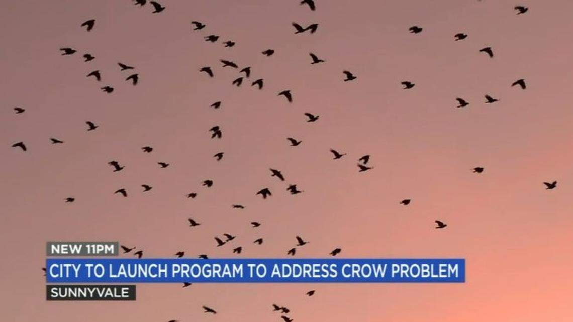 Hordes of crows are bedeviling downtown Sunnyvale, California, but city officials hope to drive the birds away with laser pointers. 