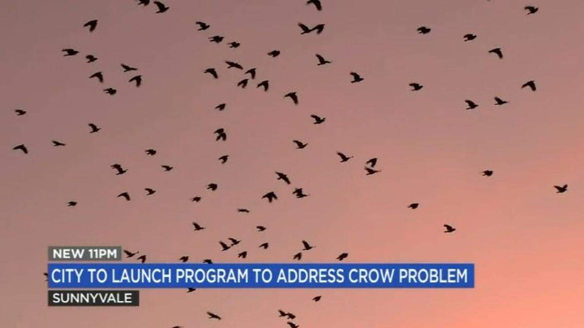 Hordes of crows are bedeviling downtown Sunnyvale, California, but city officials hope to drive the birds away with laser pointers. 