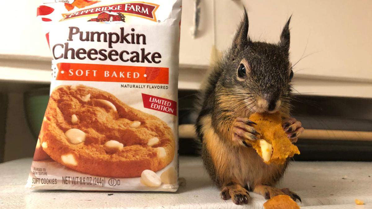 Squeakers, a pine squirrel, eats a cookie on Halloween 2019. A Sacramento woman named Emmy says the domesticated squirrel went missing in November, and is asking anyone who finds the squirrel to email squeakerfeet@gmail.com.