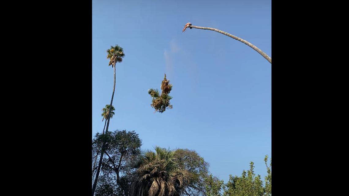 Screen grab from a Sept. 24 video featuring an arborist in Redlands, California chopping off the top of a palm tree and swaying back and forth as the tree rebounds.
