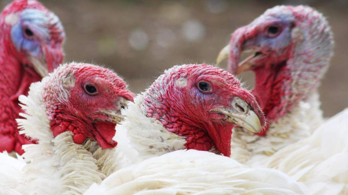 Time to rethink your Thanksgiving dinner: Let’s give thanks, without the turkey | Opinion