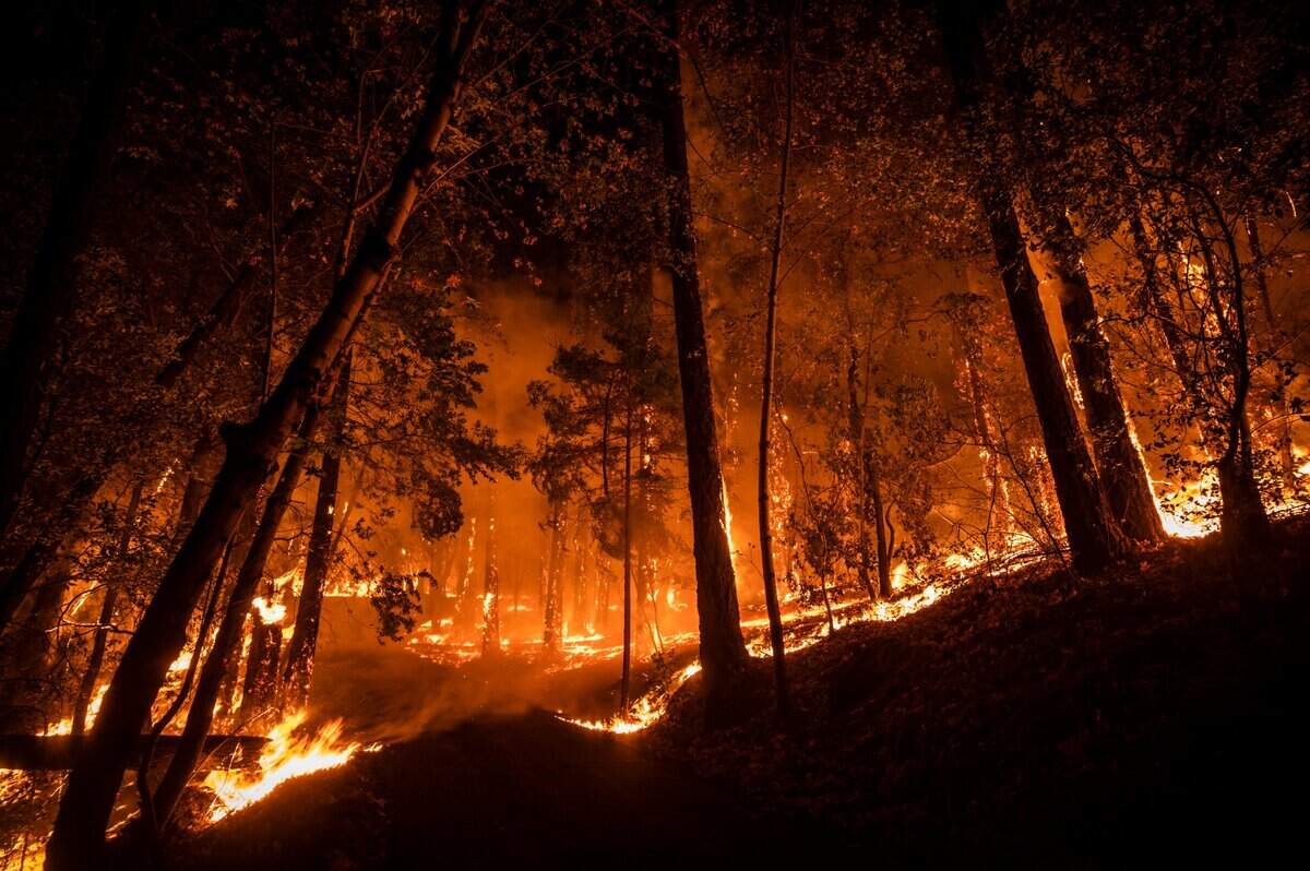 The Glass Fire burns trees near Tucker Road in Calistoga.