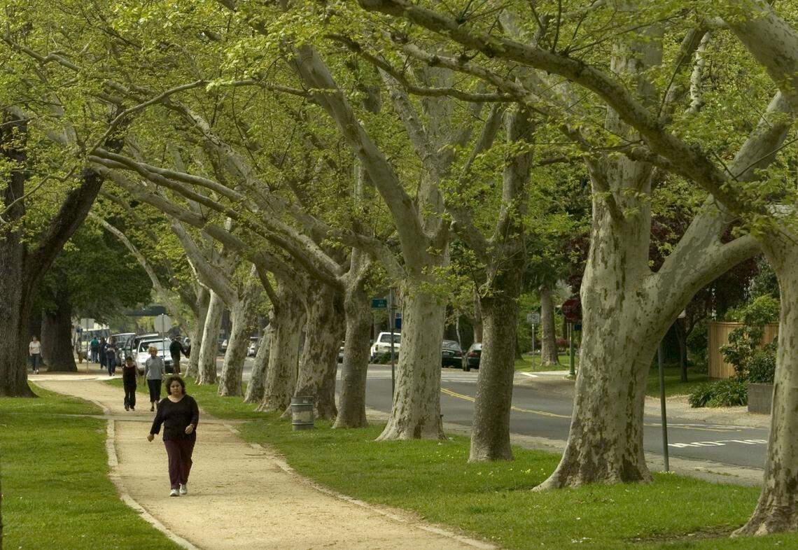 Huge sycamore trees line the walking/jogging path at McKinley Park in East Sacramento on Sunday, March 27, 2005. Trees offer shade and absorb carbon dioxide.