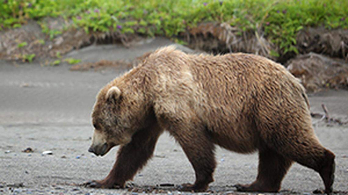 A bear (not the one pictured) attacked a woman in North Lake Tahoe on June 16, deputies said.