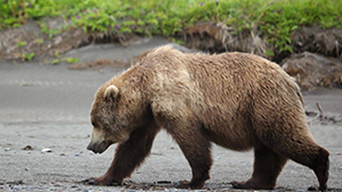 A bear (not the one pictured) was found shot to death at a Colorado RV park, officials said.