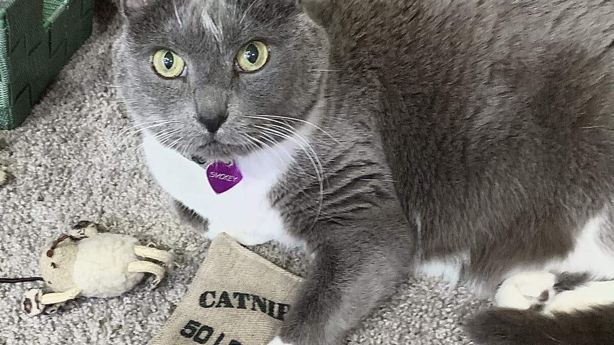 Smokey Snook was voted cutest cat in the Sacramento area.