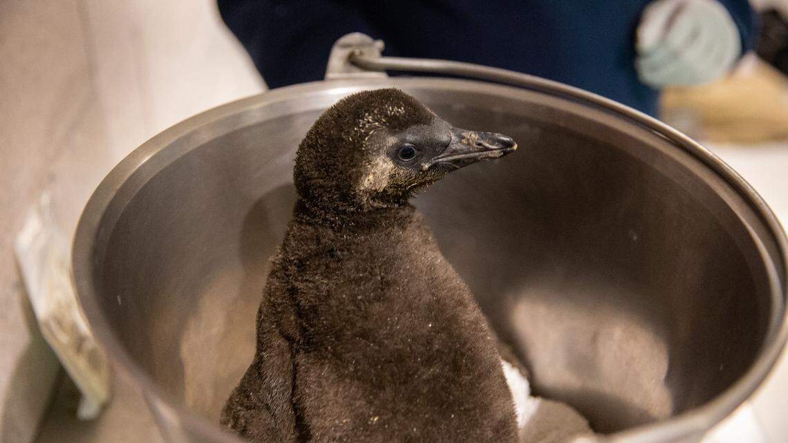 Baby penguins born at an Arizona aquarium have a valuable genetic diversity.