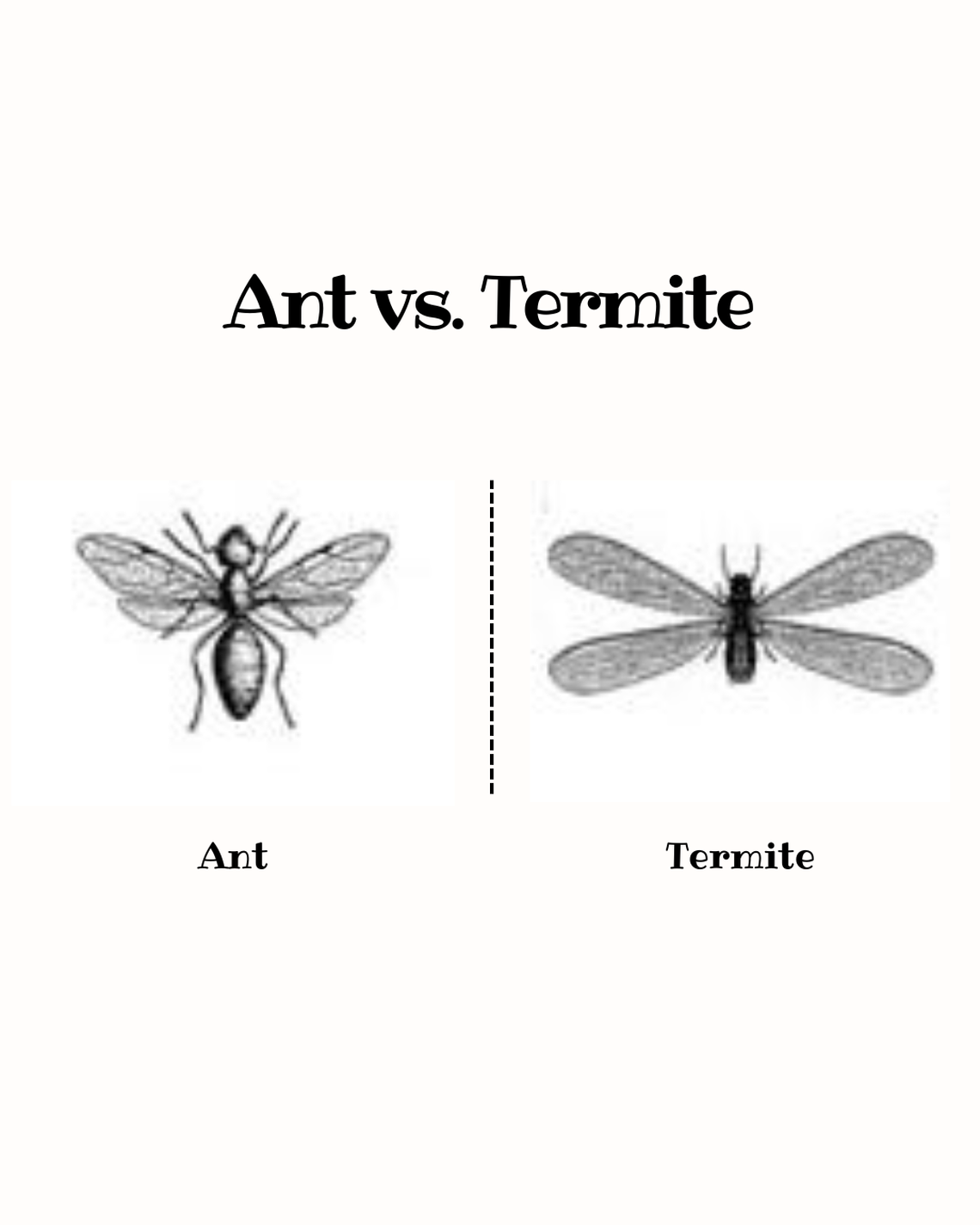How to distinguish an ant from a termite.