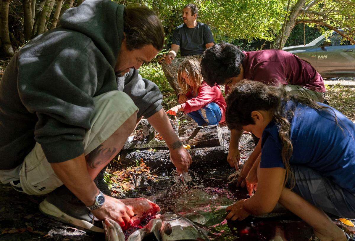 Karuk Tribe member Jesse Coon Goodwin, top, takes a break from cleaning salmon as his 5-year-old son, Eric Goodwin, center, watches the process done by fellow Karuk.