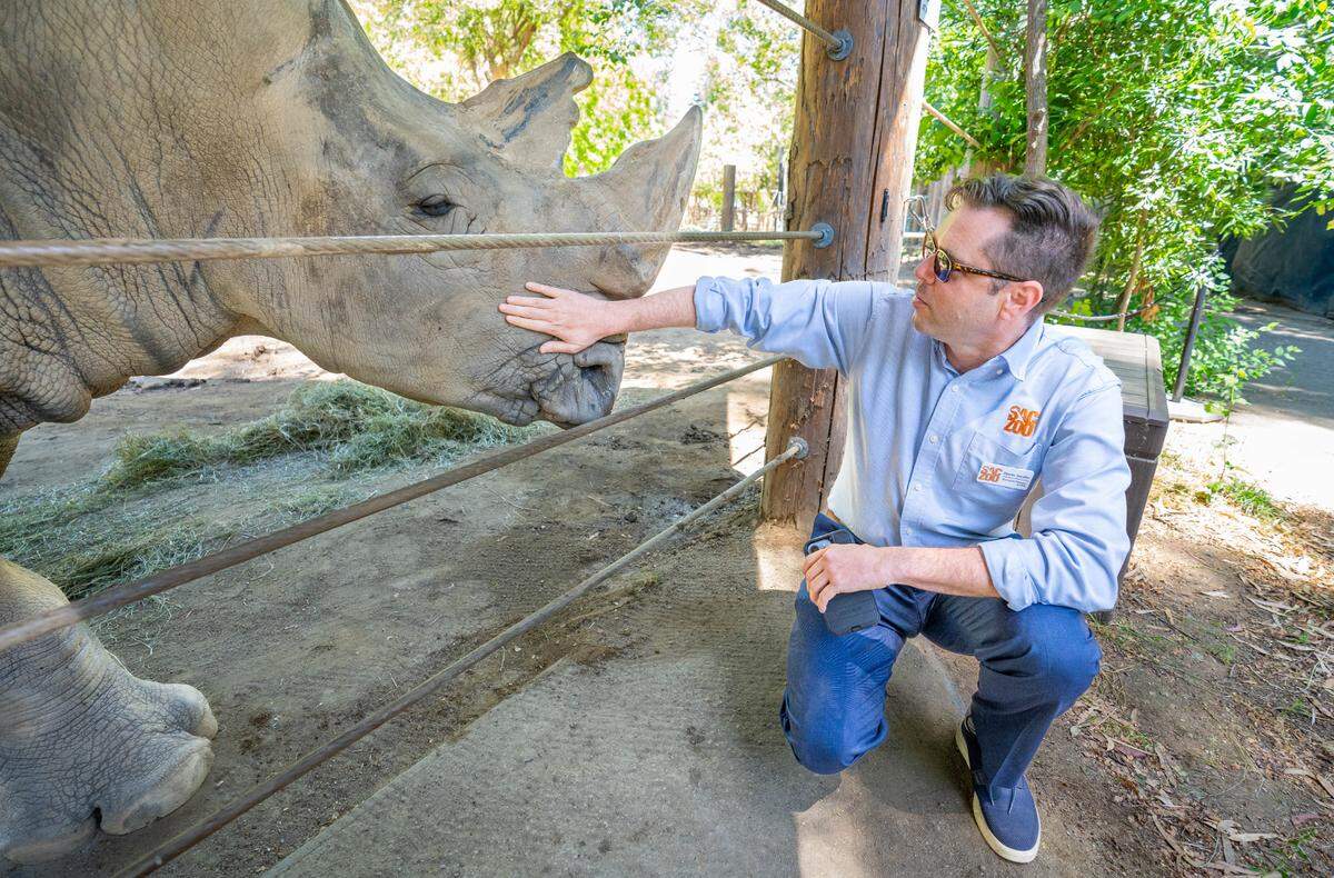 Sacramento Zoo Executive Director Jason Jacobs pets J. Gregory the rhinoceros at the Sacramento Zoo in Land Park in May. Jacobs is resigning from his roles with the zoo, Sacramento Zoo officials said Friday.