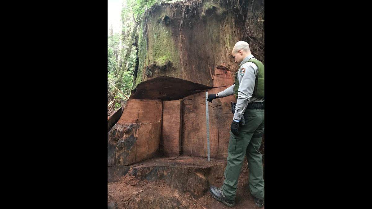 Rangers from the Redwood National and State Parks led an investigation in January 2018 after discovering burl had been cut from the base of redwood trees near the Newton B. Drury Scenic Parkway in Northern California. Derek Alwin Hughes, 37, was sentenced on Aug. 20, 2021 for vandalizing the trees, officials said.