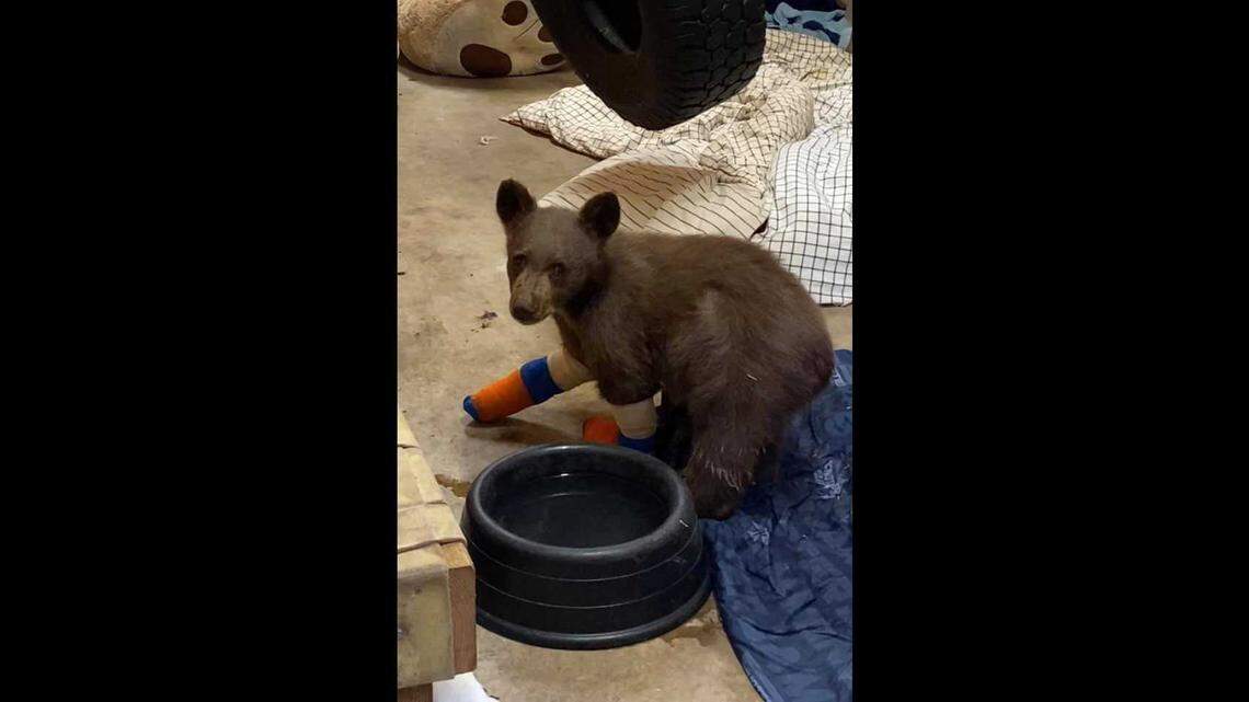 The 25-pound black bear cub “Tamarack” escaped his enclosure Tuesday, according to Lake Tahoe Wildlife Care staff. Residents in the South Lake Tahoe area are asked to be on the lookout.