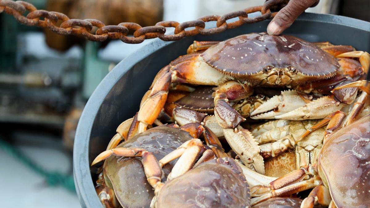 Cangrejos Dungeness descansan en un contenedor mientras es pesado durante la jornada de apertura de 2018 de la temporada comercial del cangrejo Dungeness en Half Moon Bay. La captura de esta temporada se retrasa por cuarto año consecutivo.