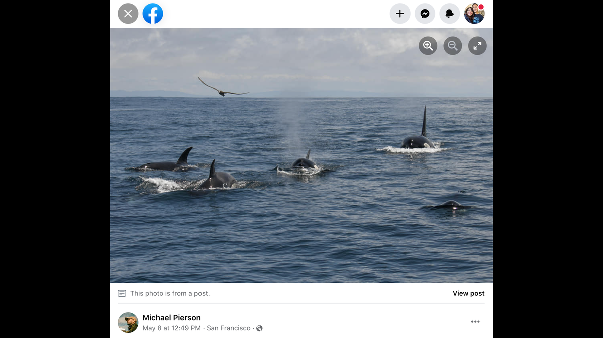 A pod of about 20 orcas was spotted off the California coast, resulting in a 40-minute long “exhilarating encounter,” a nonprofit said.