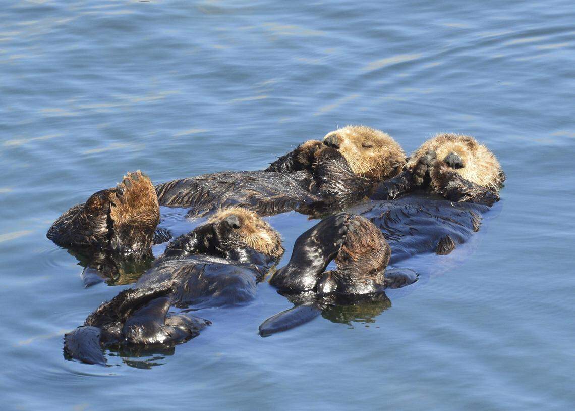 At least four sea otters died in California from a rare and lethal strain of toxoplasma gondii. The parasite, commonly found in both domesticated and wild cats, has never been reported in aquatic animals.