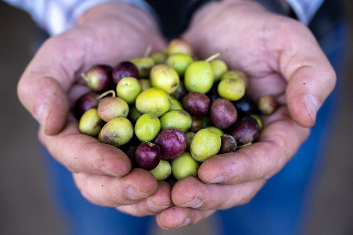 Jim Etters, director of land management for the Yocha Dehe Wintun Nation, holds olives ready for processing into olive oil at Séka Hills in Yolo County’s Capay Valley on Friday.