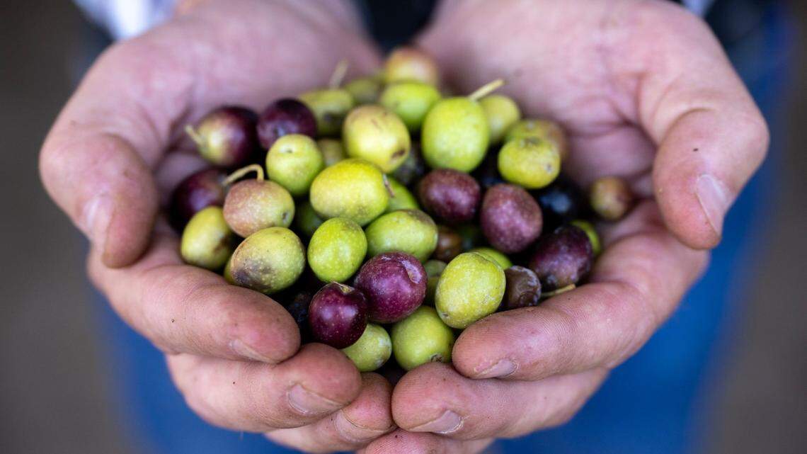 Olive harvest thrives in Yolo County’s Capay Valley: ‘It’s got everything that olives love’