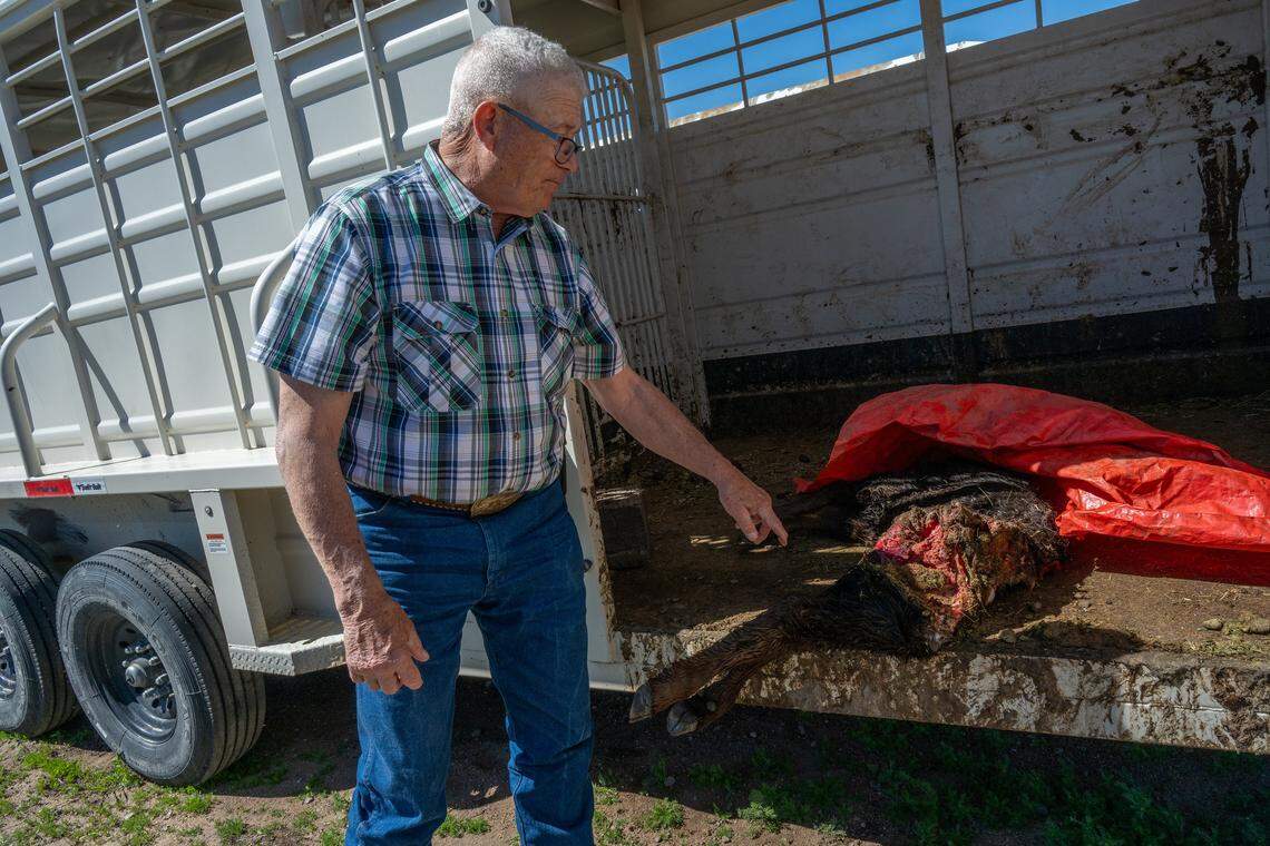 Plumas County Supervisor Dwight Ceresola stands near a deceased calf in May at DS Ranches in Sierra Valley and explains how the cattle are attacked from behind and eaten alive. "The wolves go in from the back and rip out the guts, the lungs and the heart out — they go and cripple the back end so that they can’t travel and once they get them down and they are exhausted they start eating on them,” he said.