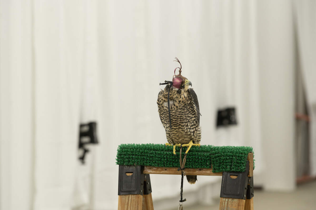 UC Davis bird barn turns raptor flight into drone design