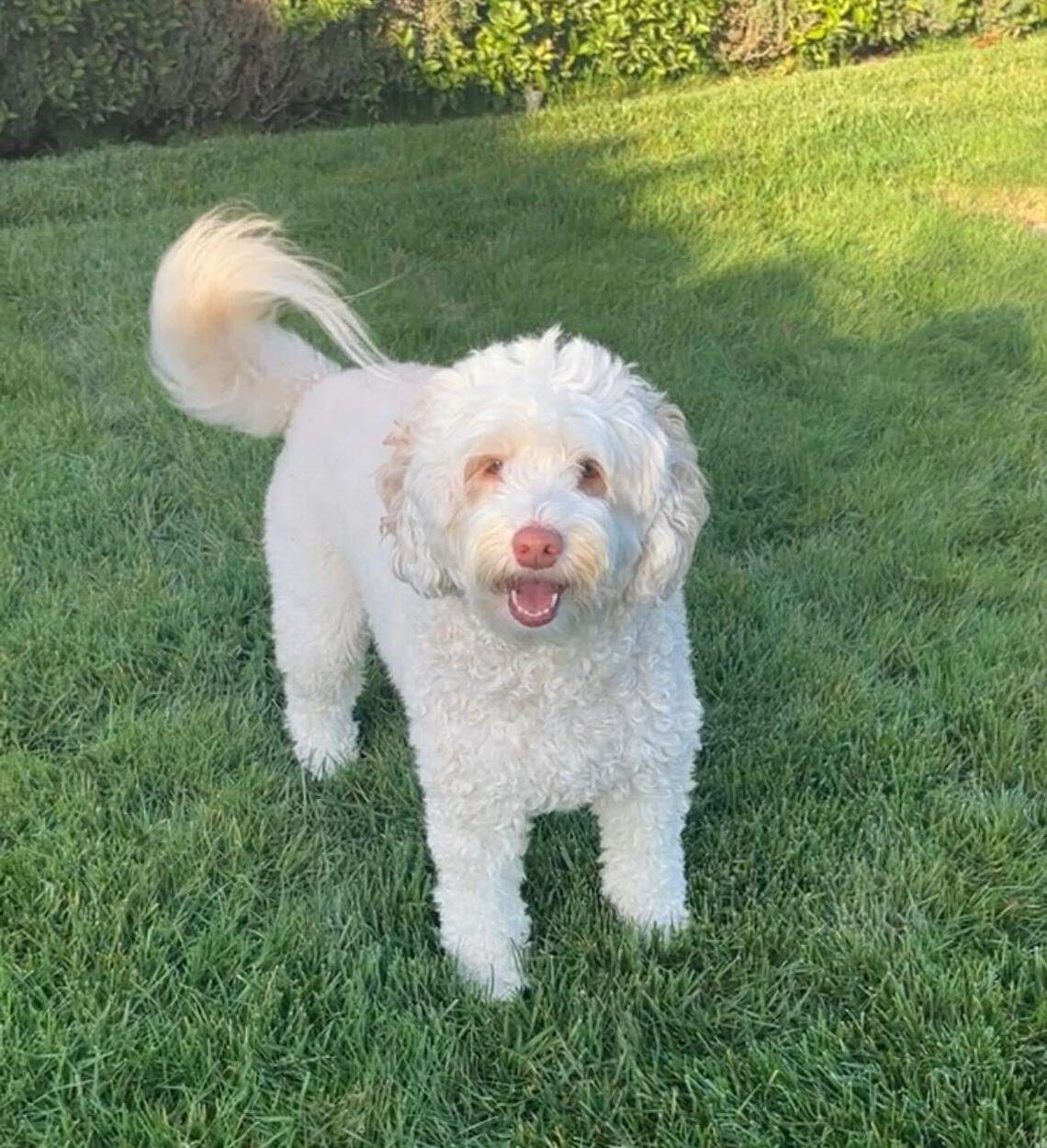 Biscuit, the winner of the Paw-lidays pet photo competition, plays outside.
