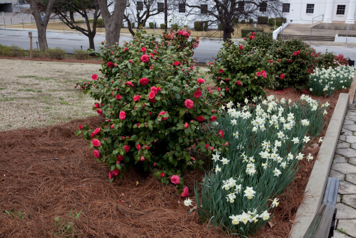 Camellias, which are the Alabama state flower, bloom in profusion on the Capitol grounds in Montgomery, Alabama.