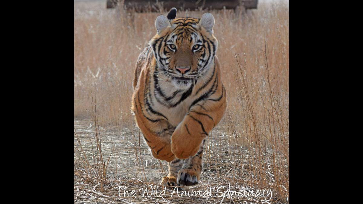 Duke the tiger.