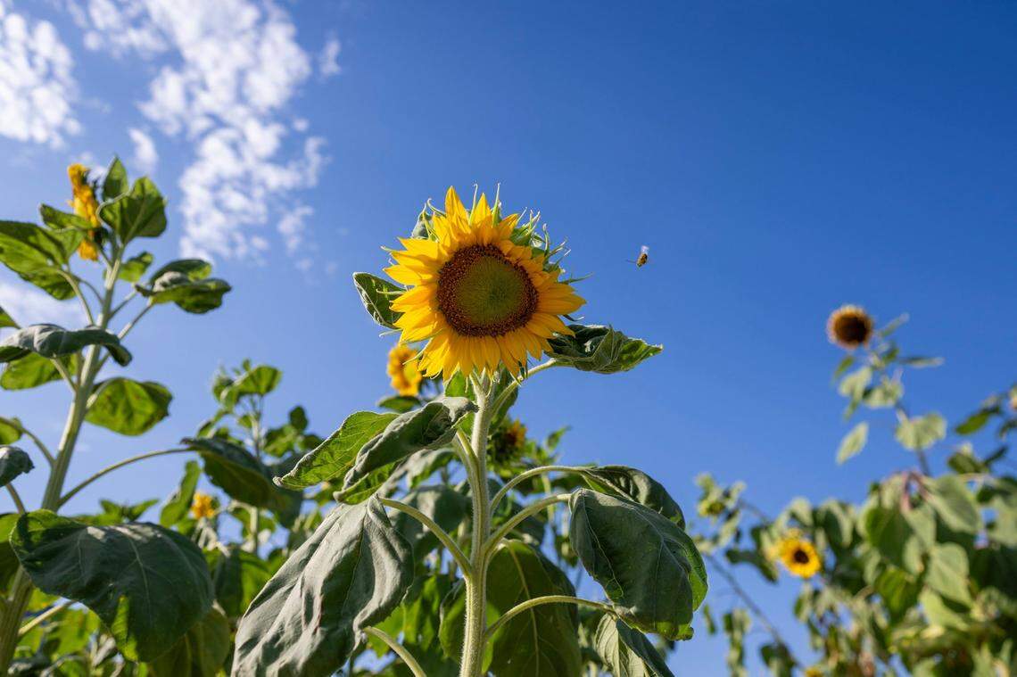 A bee flies near a sunflower Aug. 3, 2024, at the Mirasol Village community garden. California is home to dozens of master gardener programs in the state.
