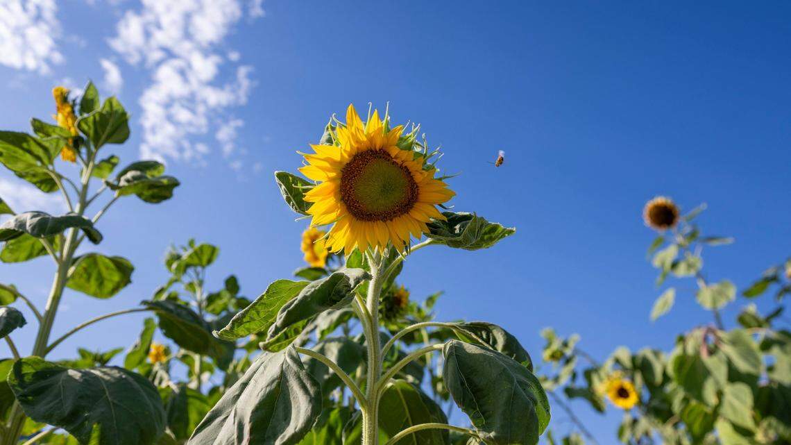 California will start losing daylight after summer solstice. Here’s how quickly