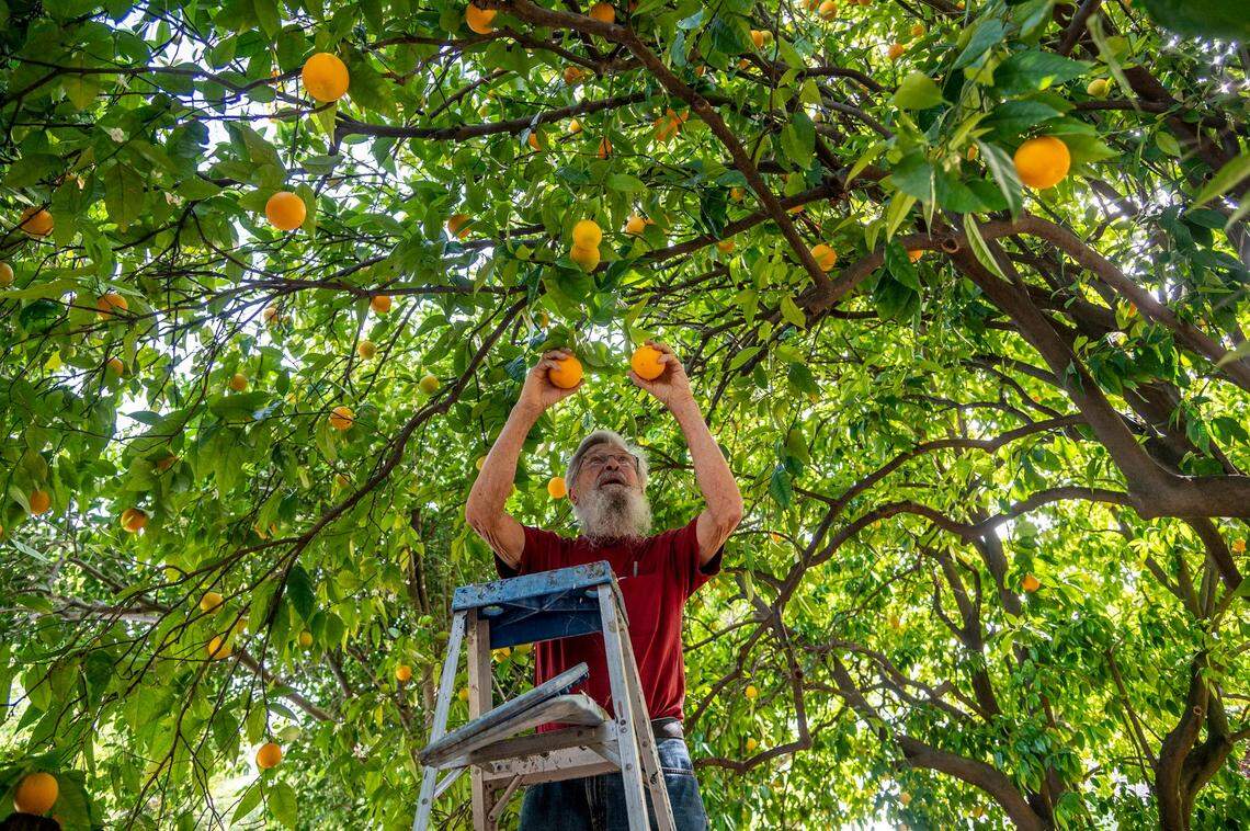 Dan Altstatt picks oranges in his backyard in East Sacramento on Thursday. He inherited his family home in 1982. One of the code violations from the city was not clearing fruit that had fallen from his trees. “It seems unbelievable they want $573,000. What did I do wrong?” he asked.