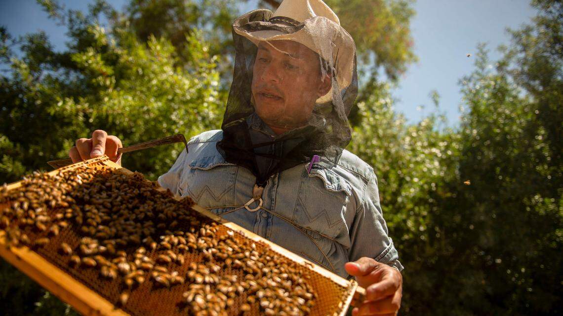 California honeybees are still declining. Trump administration says it can’t afford to study it
