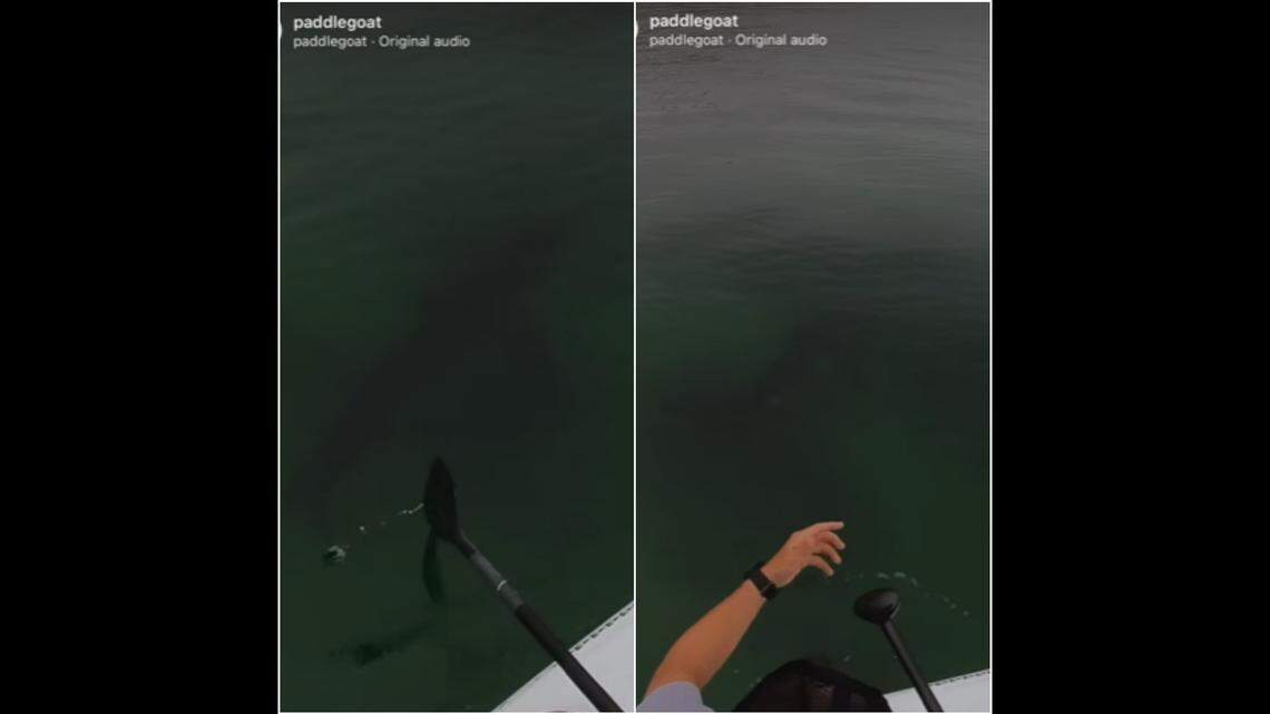 A man paddleboarding off the coast of California had a close encounter with a great white shark, video shows.